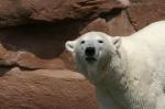 Eisbär aus dem Tierpark Nürnberg