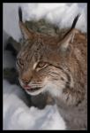 Luchs