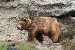 Salzburger Bär leicht geschärft