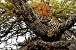 Leopard in der Serengeti