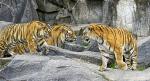 Tigerfamilie2