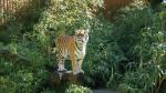 Tiger Zoo Münster