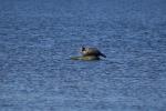 Robbe in der Ostsee