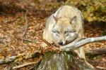 Wolf, Ludwigsthal 30.10.11