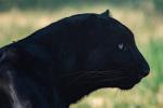 Moholoholo Centre Panther