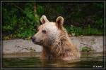 Braunbär im Bärenwald