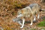 Wolf, Ludwigsthal 3