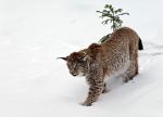 Luchs aus Neuschönau