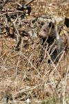 Junger Bär im bayrischen Wald