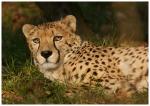 Gepard