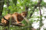 Luchsweibchen, Hochwildschutzpark Hunsrück