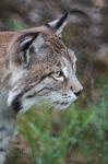 Luchs,Hochwildschutzpark Hunsrück 2