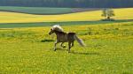 Galopp auf Gut Horsch