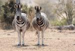 Südafrika - Zebras im Krüger NP