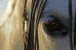 Der Fotograf im Auge des Pferdes