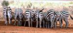 Zebras in der Masai Mara