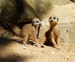 Baby Erdmännchen im Duisburger Zoo