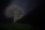 Glowing Oak