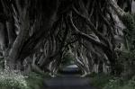 Dark Hedges