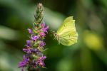 Schmetterling