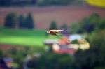 Aerodynamischer Gleitflug in der sächsischen Schweiz ...