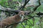 Luchs