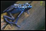 Blauer Pfeilfrosch #1