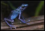 Blauer Pfeilfrosch #2