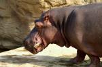 Happy Hippo