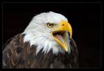 Weisskopfseeadler - Portrait