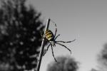 Argiope Bruennichi