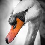 Schwan Portrait Color Key