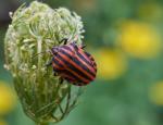 Streifenwanze (Graphosoma lineatum)