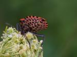 Streifenwanze (Graphosoma lineatum)