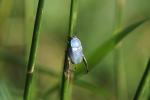 Hoplia coerulea