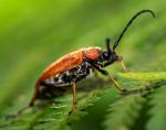 Longhorn Beatle