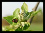 Es wird Frühling