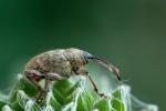 Wine Weevil