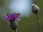 Weichkaefer auf Flockenblume