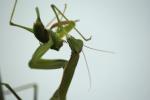 Mantis Religiosa