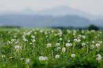 Pusteblumen-Wiese in der sächsischen Schweiz