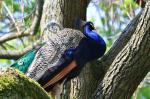 Pfau im Baum