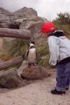 Pinguin und Kind