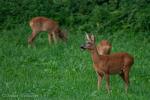 Rehe zum Abendbrot 1