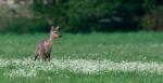 Ricke in den Blumen