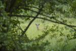 Rehbock mitten in Schwerin LHSt