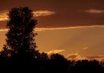 Baum nach Sonnenuntergang