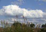 Schilf und Wolken