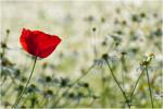 Mohn