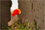 Mohn